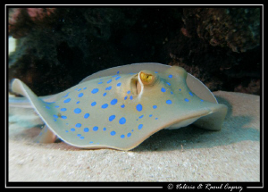 Blue spotted stingray taken with a Canon G9 in Sharm el S... by Raoul Caprez 